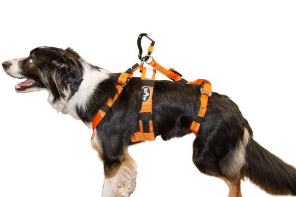 SAR Dog Harness